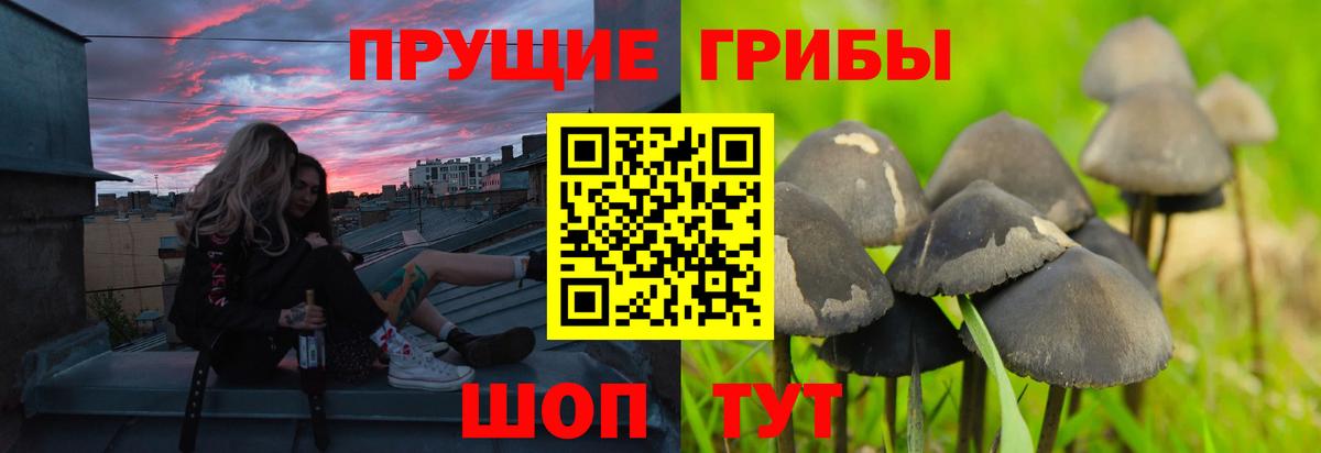 Краснознаменск  Галлюциногенные грибы прущие грибы  Вход с VPN 